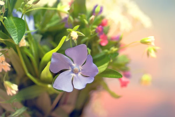 Μάτσο όμορφο Ανοιξιάτικα λουλούδια — Φωτογραφία Αρχείου