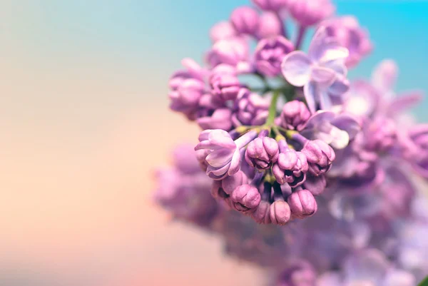 Hermosas flores lila sobre fondo pastel —  Fotos de Stock
