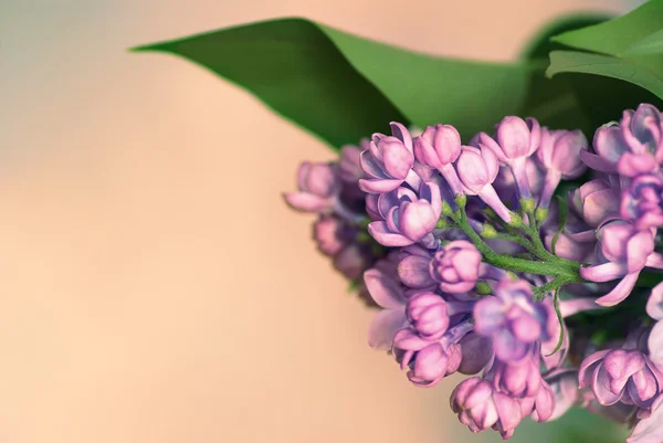 Beautiful branch of lilac flowers — Stock Photo, Image