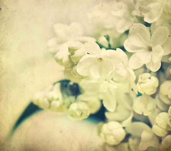 Гранж цветы фон — стоковое фото
