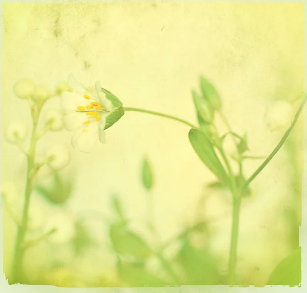 Grunge Blumen Hintergrund — Stockfoto