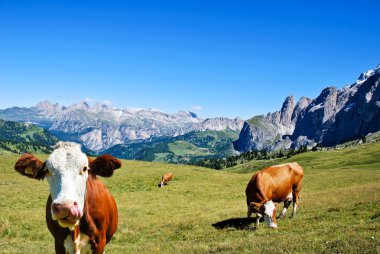 dolomites bir inek