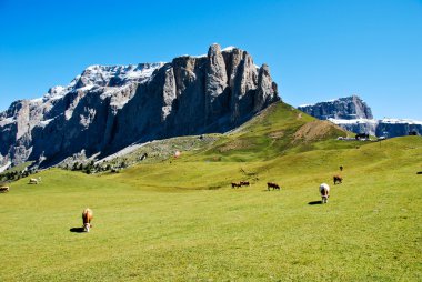 dolomites bir inek