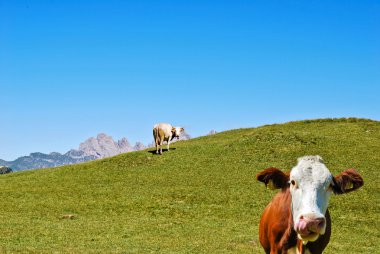 dolomites bir inek