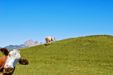 dolomites bir inek