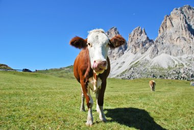 dolomites bir inek