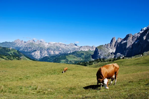 Dolomites bir inek — Stok fotoğraf