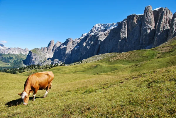 stock image A cow of dolomites