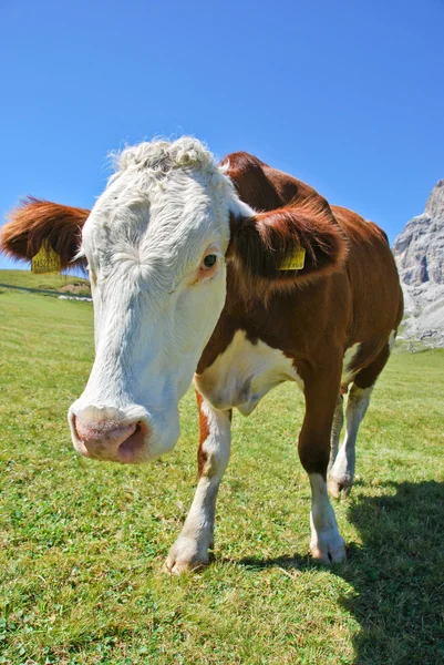 Kráva Dolomity — Stock fotografie