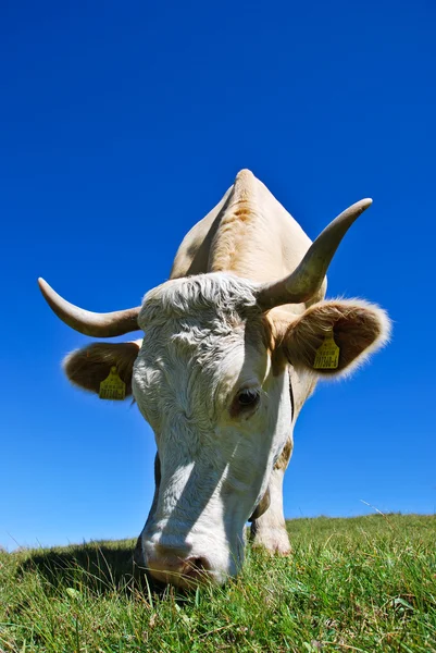 Una vaca de dolomitas —  Fotos de Stock