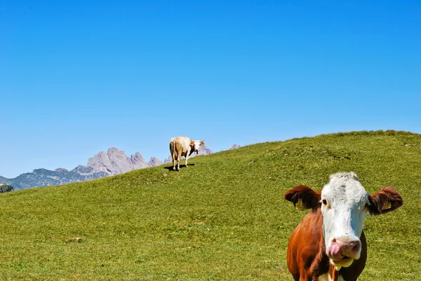 Kráva Dolomity — Stock fotografie