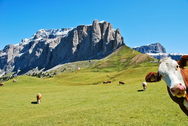 stock image A cow of dolomites