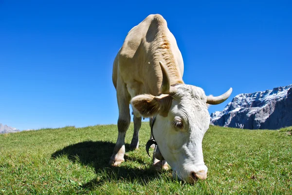 Kráva Dolomity — Stock fotografie