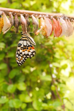 Newborn butterfly on her cocoon clipart