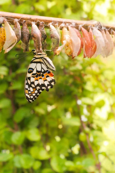 stock image Newborn butterfly on her cocoon