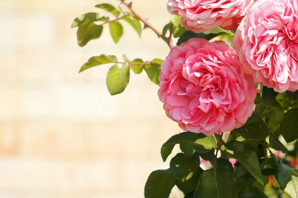 Background with pink roses — Stock Photo, Image