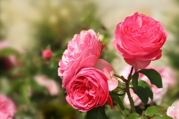 Background with pink roses — Stock Photo, Image