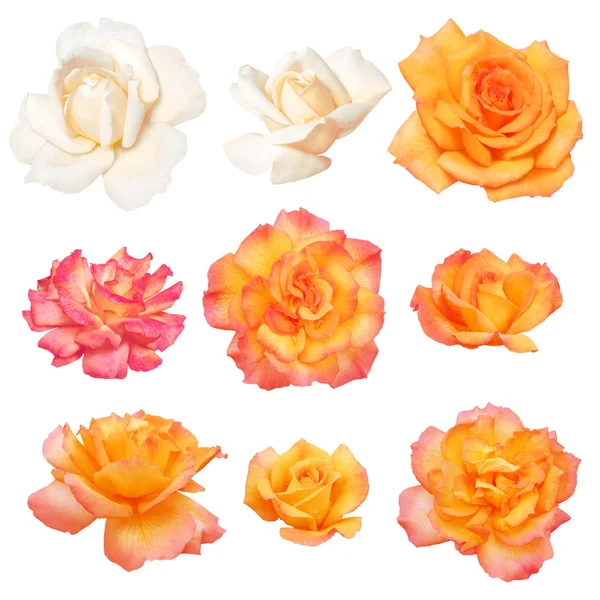 Roses isolated on white background path! — 스톡 사진