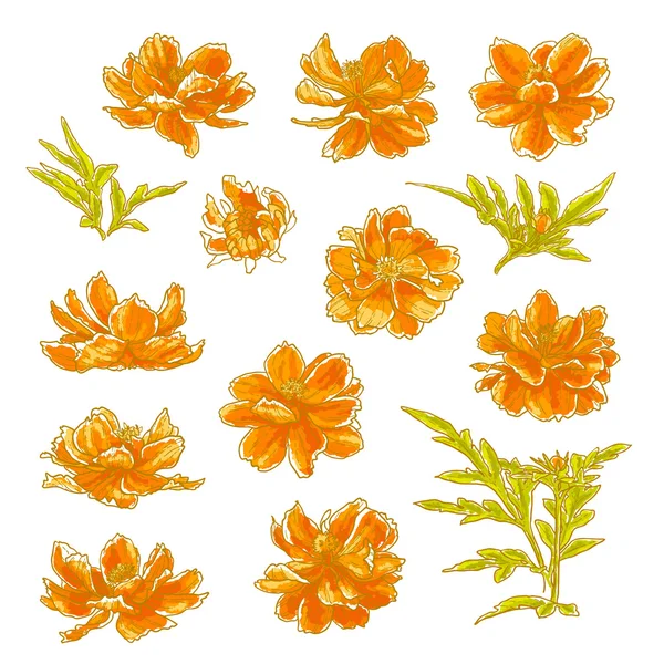 Collection of cosmos flowers — Stock Vector