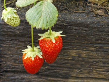 Fresh Strawberries clipart