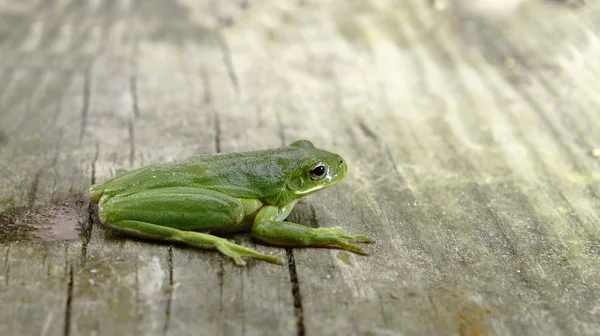 American Tree frog — Stock Photo, Image