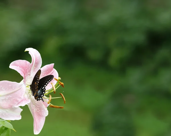 Schwalbenschwanz auf einer Lilie — Stockfoto