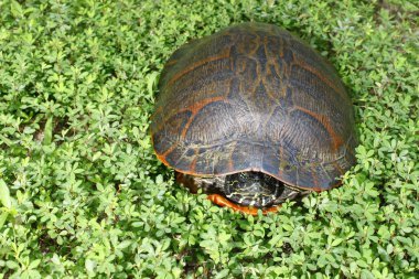 Eastern painted turtle clipart