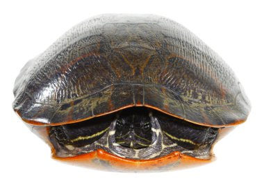 Eastern painted turtle clipart