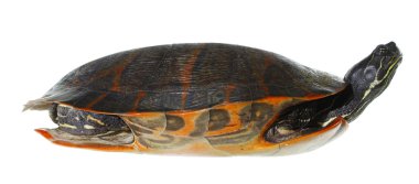 Eastern painted turtle clipart