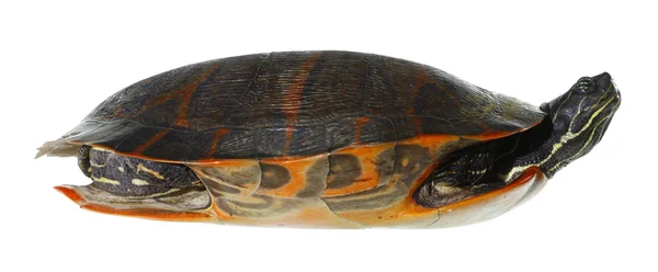 stock image Eastern painted turtle