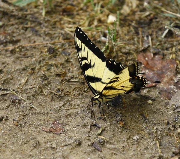 Papilio glaucus vlinder — Stockfoto