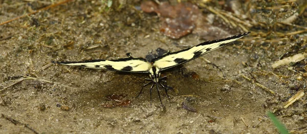 Wschodniej tiger swallowtail motyl — Zdjęcie stockowe