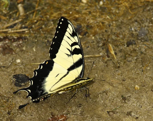 Östra tiger swallowtail butterfly — Stockfoto