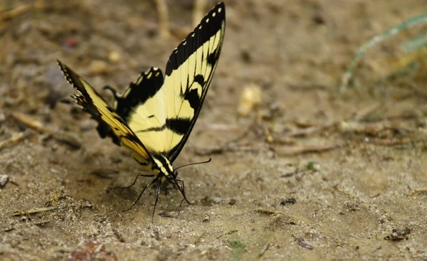 Ανατολική τίγρη swallowtail πεταλούδα — Φωτογραφία Αρχείου
