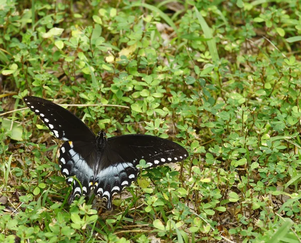 Spicebush Swallowtail — стокове фото
