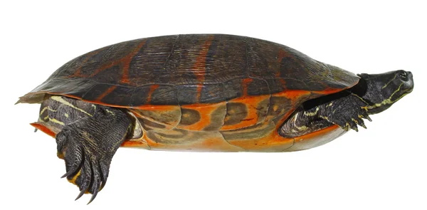 Ανατολική Χειροποίητη χελώνα Εικόνα Αρχείου