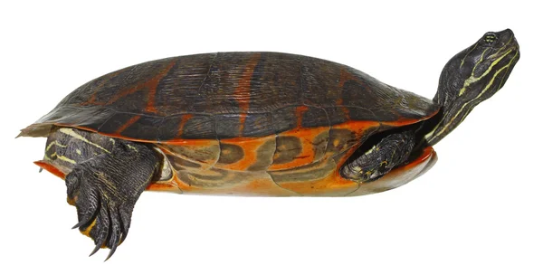 Keleti díszes ékszerteknős동부 그린된 거북이 Stock Kép