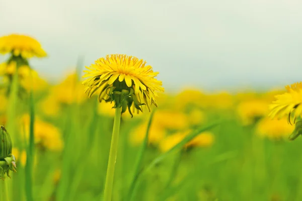 stock image Dandelion flower on green grass