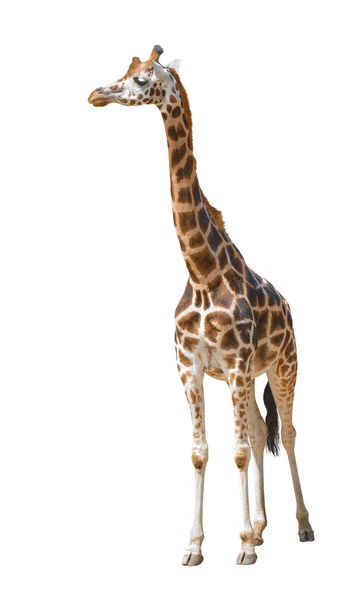 stock image Giraffe isolated. Against a white background