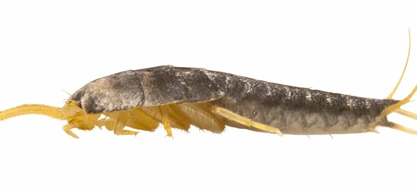 Silberfisch - Lepisma saccharina isoliert auf weiß — Stockfoto