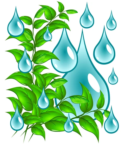 Green leaves with drops of water — Stock Vector