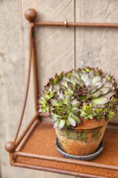 Dekorativní rostlina v rezavé pot — Stock fotografie