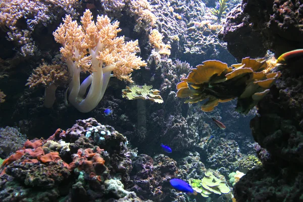 Stock image Under water