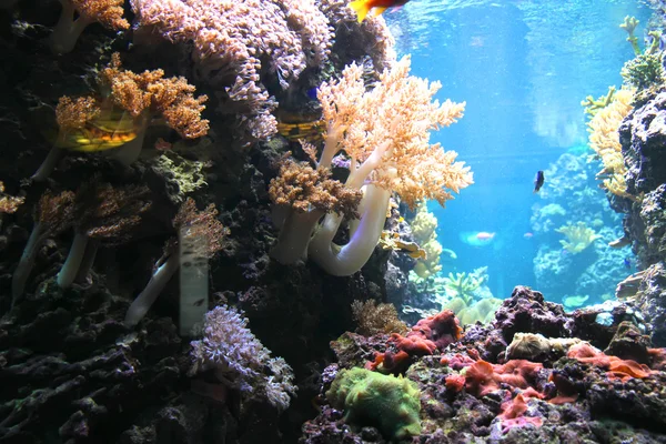 stock image Under water