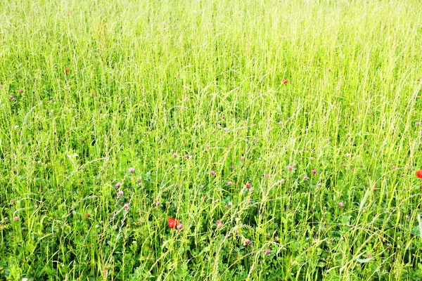 草甸与罂粟花朵 — 图库照片