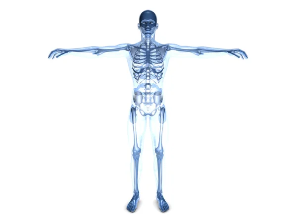 Visualizzazione anatomica — Foto Stock
