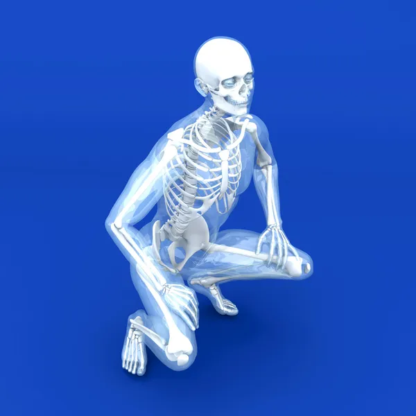解剖可视化anatomi visualisering — Stockfoto