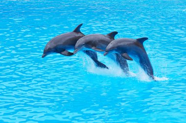 Leaping Bottlenose Dolphins, Tursiops truncatus clipart