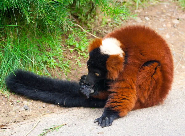 红颈狐猴 (Varecia 杨梅) — 图库照片