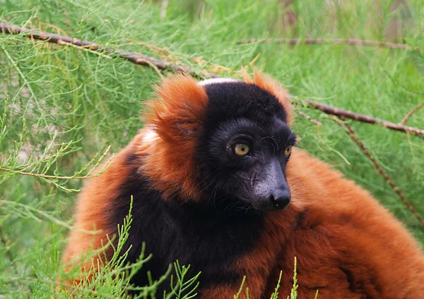 Rosso lemure vari, varecia rubra — Foto Stock